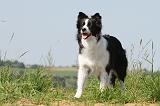 BORDER COLLIE 542